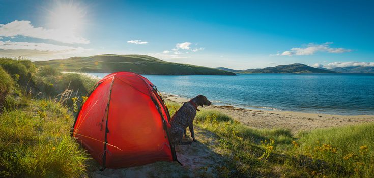 Si decides irte a un camping con tu perro debes asegurarte de que el viaje sea divertido y seguro para ambos