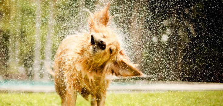 Solo hace falta una manguera para que tu perro y tú acabéis empapados de agua