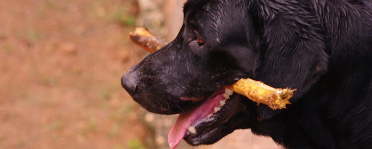 Utiliza estas recetas para el mejor desarrollo de tu mascota