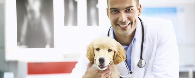 El veterinario debe recetar un tipo de alimentación más personal a tu mascota