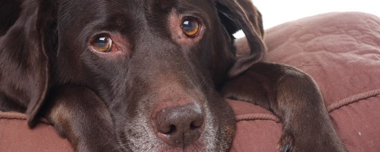 Los perros se pueden mostrar apáticos cuando tienen gases