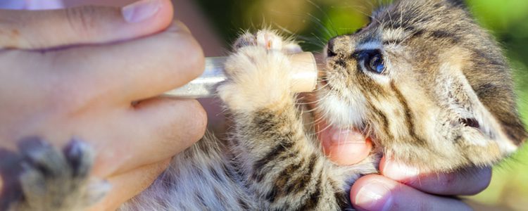 Hay que informarse sobre que biberón es más adecuado para el gato