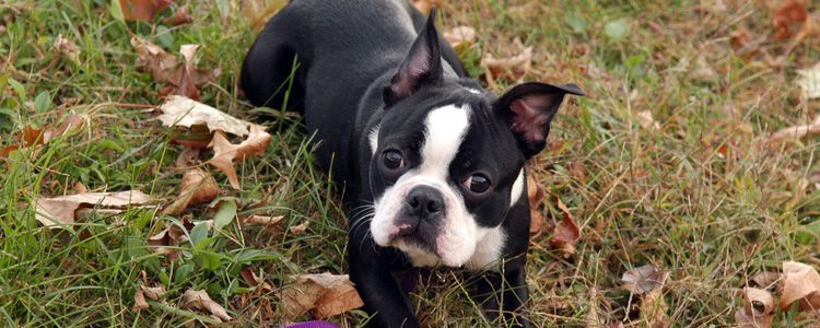 El Boston Terrier tiene arrugas en el hocico y vas a tener que preocuparte de mantenerlas siempre bien limpias