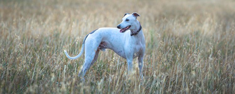 Los perros de raza Whippet se utilizaron como perro de carreras en los canódromos