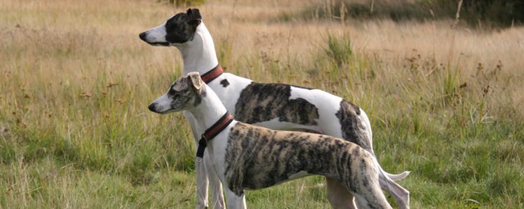 Los Whippet guardan muchas similitudes físicas con el Galgo