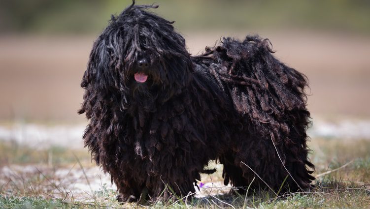 Perro Puli de color oscuro en el campo 