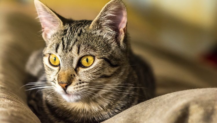 Gatos con ojos amarillos 