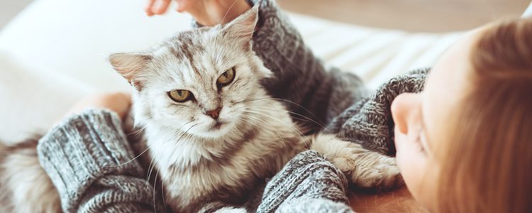 Debemos asegurarnos de darle un cuidado adecuado a nuestro gato y de que se sienta a gusto con nosotros