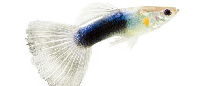 Los guppy son considerados peces ovovivíparos, fecundan los huevos dentro de sí mismos