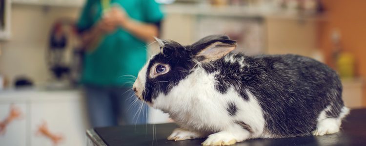 Es importante encontrar un veterinario que sepa tratar a los conejos