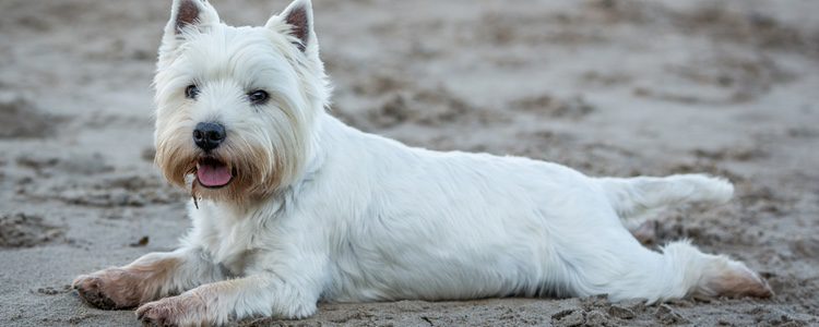 Los perros Terriers son unas mascotas que antiguamente se utilizaban para la caza 