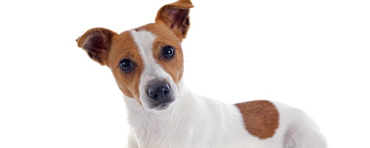 El Jack Russel Terrier es un perro muy enérgico que necesitará largas horas de diversión al aire libre para poder gastar energía 