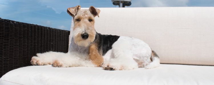 El Fox Terrier es uno de los perros que mejor se adaptan a los hogares y que más respetuosos son 