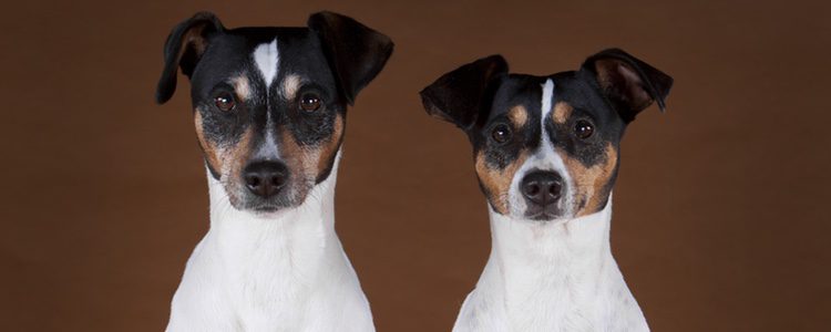 El Bodeguero Andaluz tiene un carácter muy agradable y es un perro muy doméstico 