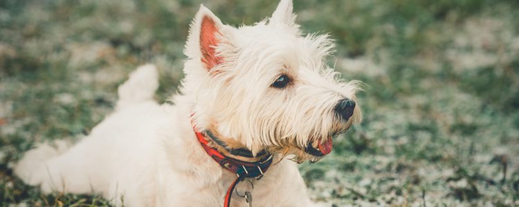 El West Highland White Terrier es el perro ideal si vives con niños pequeños 