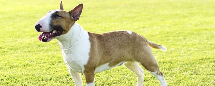 Deberás de tener cuidado con el Bull Terrier a la hora de educarlo ya que es un perro de raza peligrosa 