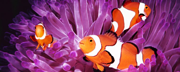 El pez payaso es muy conocido por el personaje de Nemo en 'Buscando a Nemo'