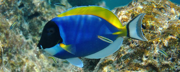 El paracanthurus hepatus es más conocido como 'Dori'