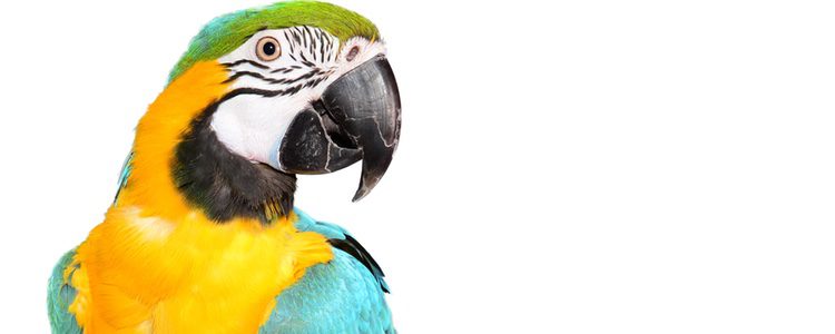 El guacamayo es una de las aves más vistosas y más grande que la especie anterior