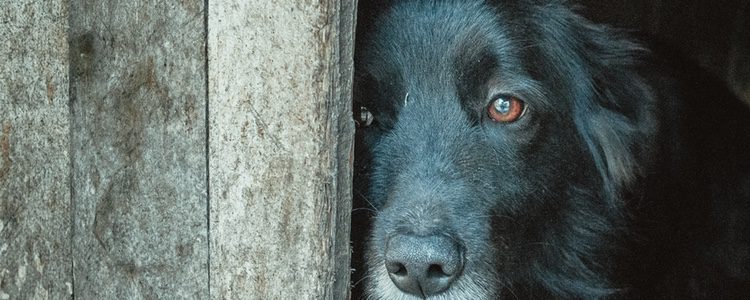 Los perros que tienen una fobia huyen del estímulo que les asusta