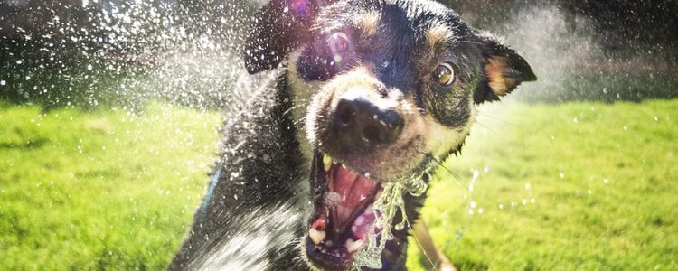 La desensibilización consiste en enfrentar poco a poco a nuestro perro a aquello que le asusta