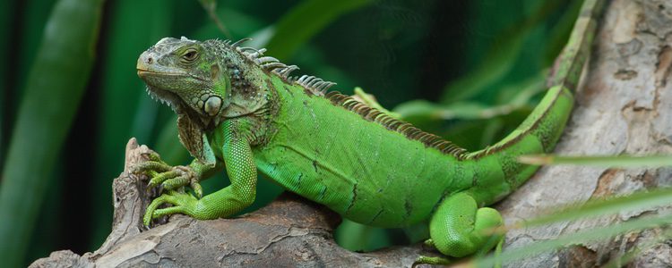 Este animal puede alcanzar un gran tamaño