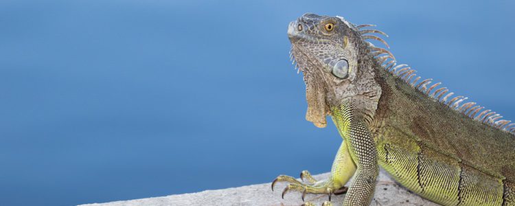 Las iguanas pueden llegar a mostrar una gran variedad de tonalidades