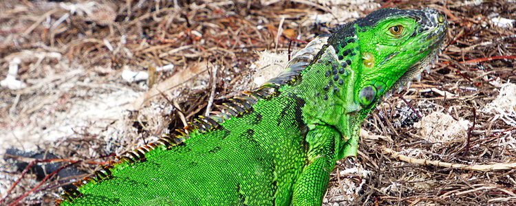 La época del año en la que se suelen aparear es en otoño