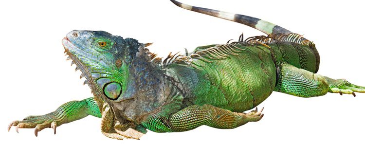 Las iguanas verdes son animales herbívoros