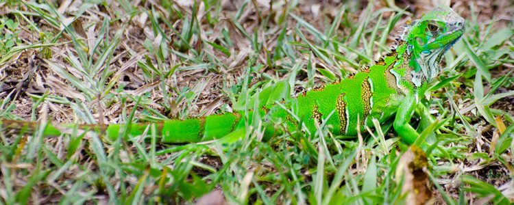 La luz es algo fundamental en las iguanas verdes