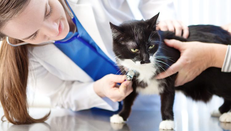 Debemos acudir al veterinario para que haga las pruebas pertinentes