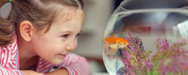 Otro animal que es perfecto para los niños con asma son aquellos como los peces 