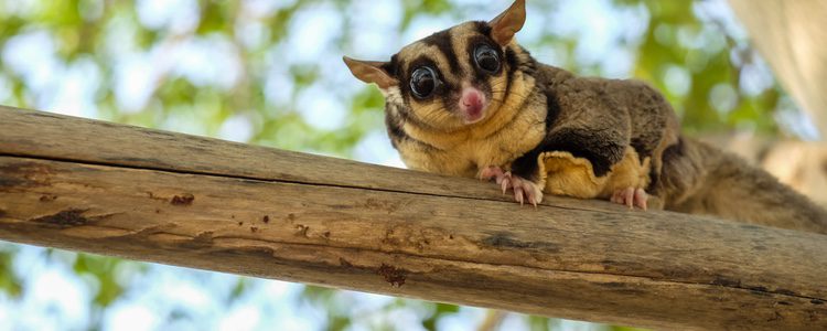 Es un animal exótico que proviene de Australia 