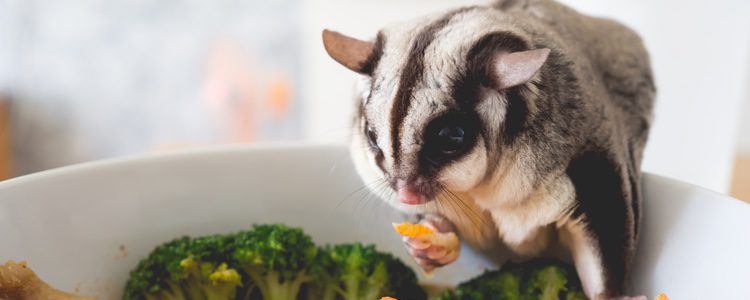 Se pueden alimentar de frutas, verduras, pienso e insectos vivos 