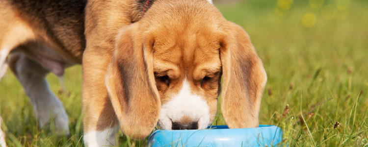 La salud de tu perro es esencial para su felicidad