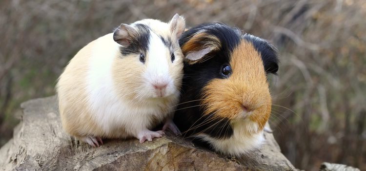 Tener una cobaya tiene muchas ventajas ya que son de cuidado fácil