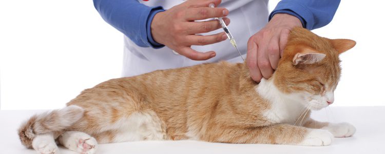 Si la diabetes no se trata adecuadamente nuestro gato puede morir