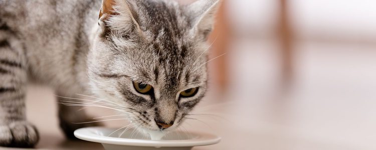  Hay que controlar la cantidad de agua que consume nuestro gato