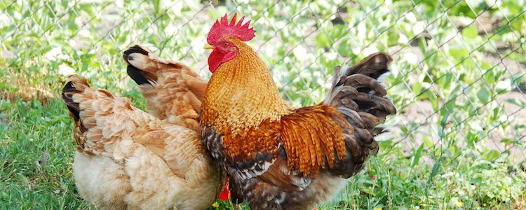 Las gallinas son naturales del Sudeste asiático