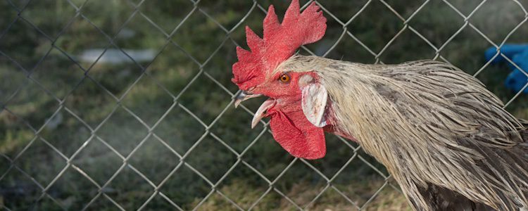 Fueron los ingleses los que trajeron esta gallina a España