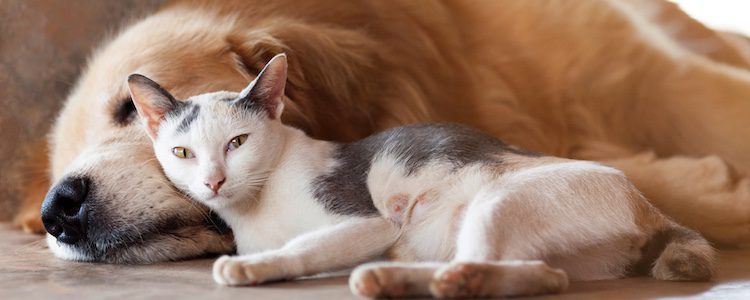 Hay estudios científicos que demuestran que las personas amantes de los perros son distintos a los de los gatos