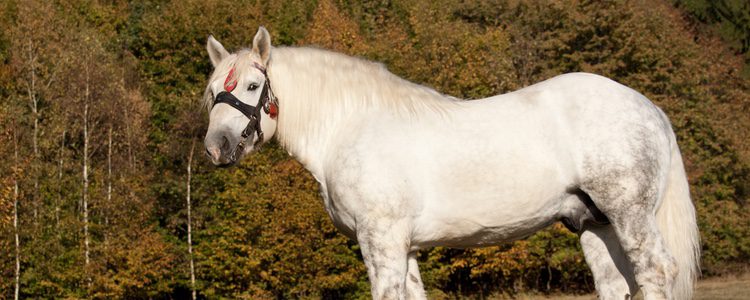 Caballo percherón