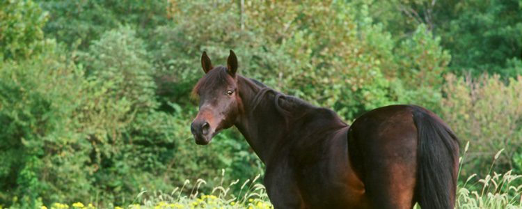 Caballo Tennessee Walking