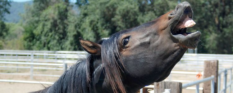 Caballo Morgan