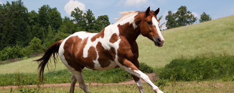 Caballo American Paint