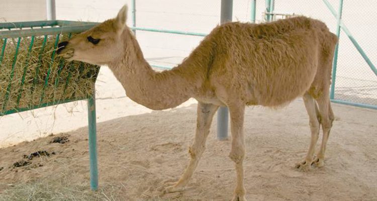 Mezcla de dromedario </p><p>y llama