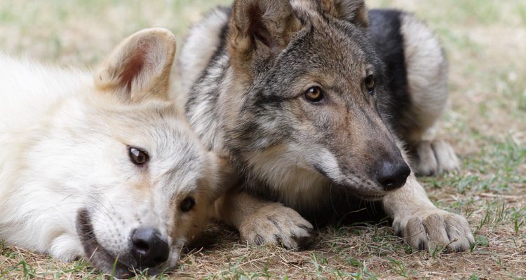 Perro lobo