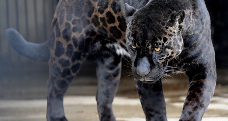 Cruce entre jaguar y leona