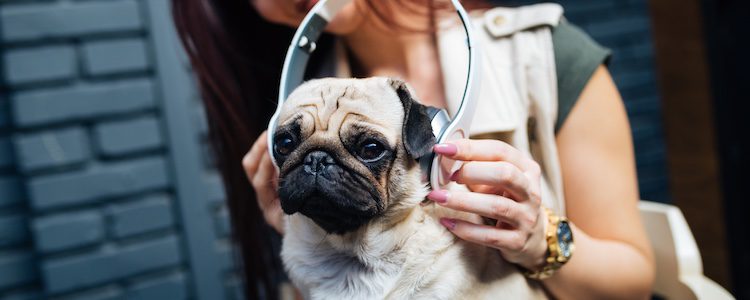 La música también tiene efecto en nuestras mascotas