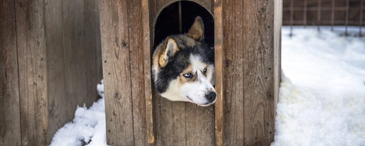 Un mueble viejo también puede convertirse en una caseta para tu perro